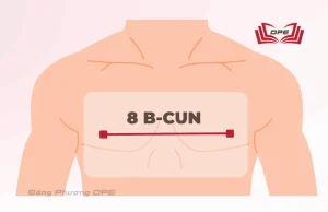 Khoảng cách giữa hai núm vú là 8 Cun theo đơn vị đo quy định bởi WHO