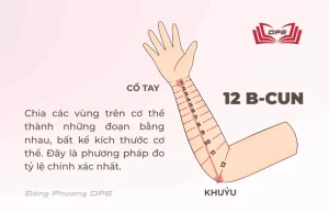 Độ dài của Cẳng tay là 12 cun được xác định từ cổ tay đến khuỷu tay