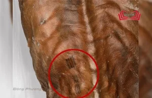 Vị trí và hình ảnh hình xăm thực tế trên cơ thể người Otzi